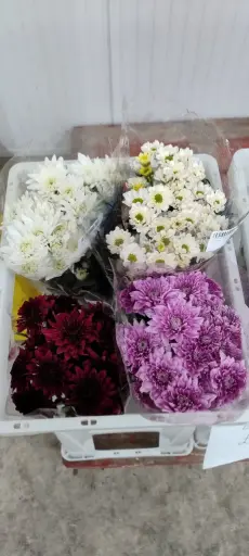 Bucket Deal 2 -25 stems (Chrysanthemum Mix)