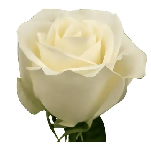 Val-Rose -Vendela (50)  EC