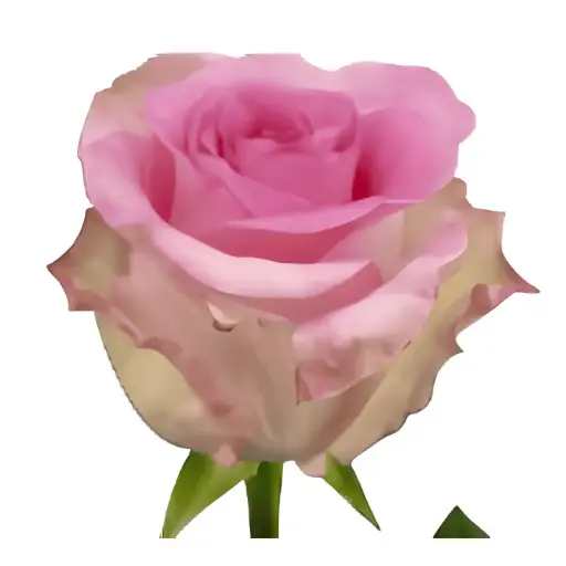 Val-Rose -Mandala (50) EC