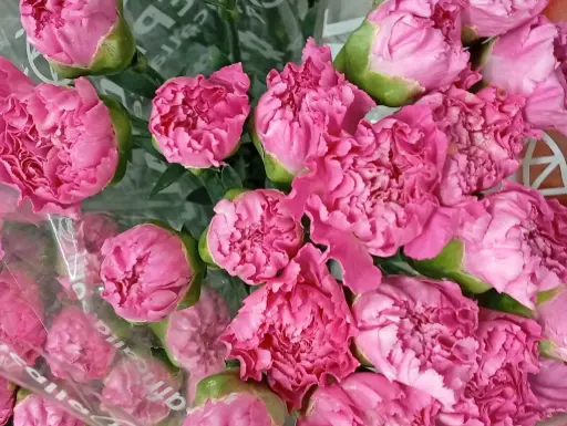 Val-Carnation Single-Cerise Pink - (20 Stems)