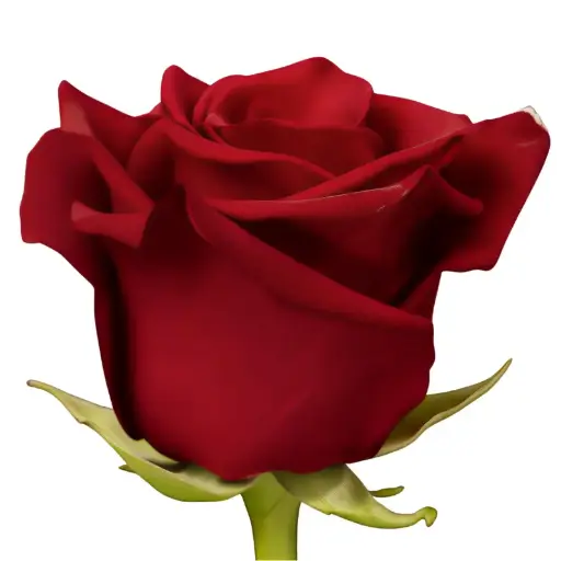 Val-Rose -Explorer (EC)- (90cm)