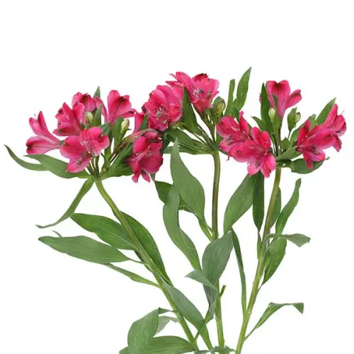 MoD- Alstro Premium -Cerise Pink (80)