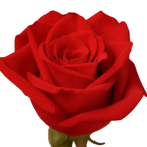 MoD- Rose-Freedom (60)- (EC) 