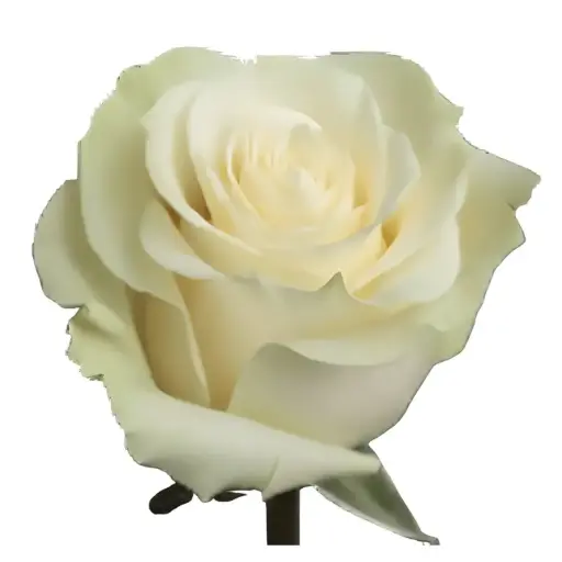 MoD-Rose -Mondial (50) EC 