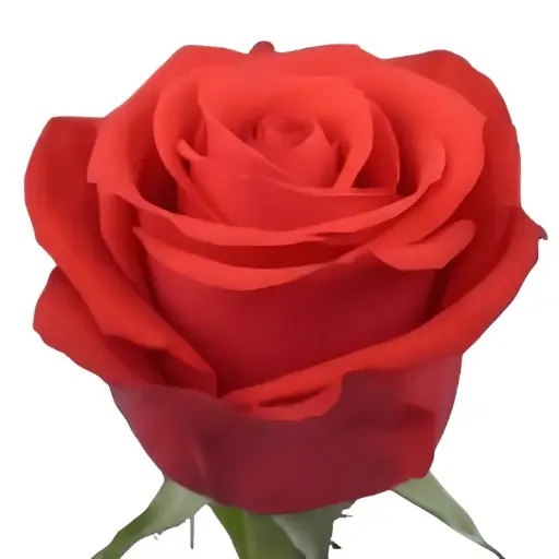 MoD-Rose -Nina (50) EC