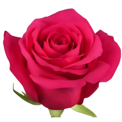 MoD-Rose -Pink Floyd (60) EC