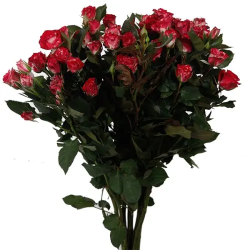 MoD-Spray Rose-Fireworks (60)