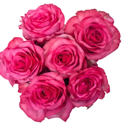 Rose - Paloma Royale (50)