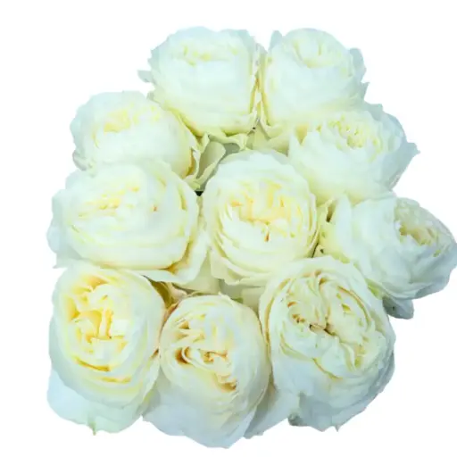 Rose - ColdPlay (60)