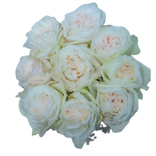 Rose - White Ohara (60) 