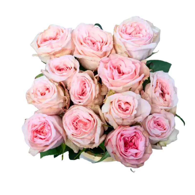 Rose - Pink Ohara (60) | meydanflowers.com