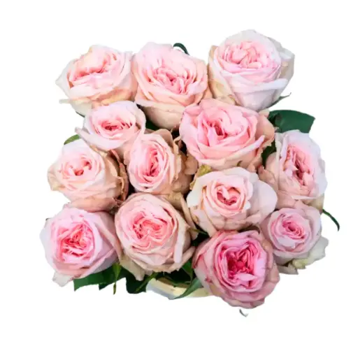 Rose - Pink Ohara (60)