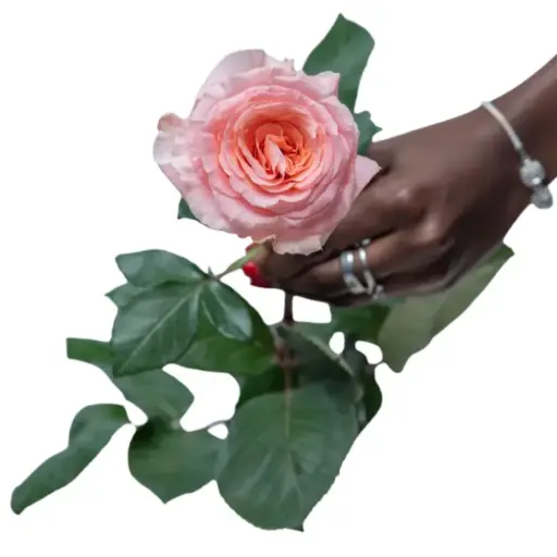 Rose - Superstition(60)