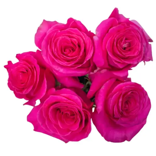 Rose - Pink Floyd(60)