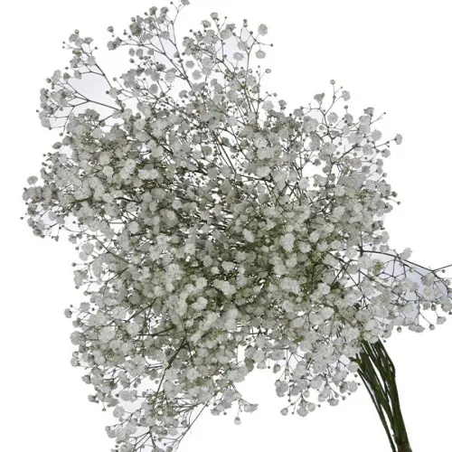 Bucket- Gypsophilia Excellence (80)