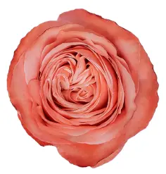 Rose - Kahala (50) EC