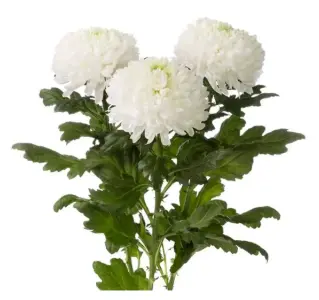 Chr Single - Magnum White (70) 