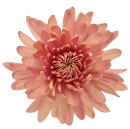 Chr Single - Linette (70)