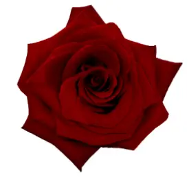 Rose - Explorer (50) EC - 25 Stems