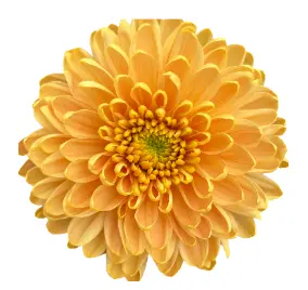 Chr Single - Rossano Orange (70) 