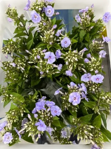 Phlox - Lavender (60) 