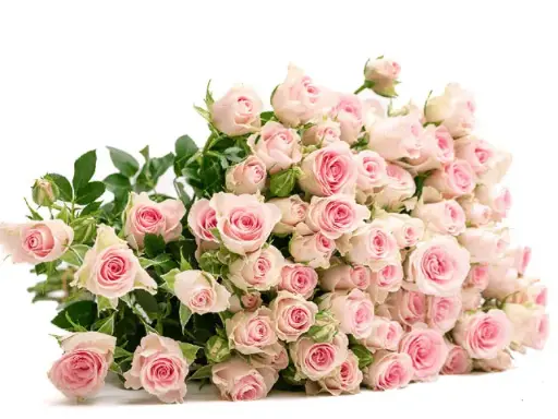 Spray Rose - Good Mood (50) 