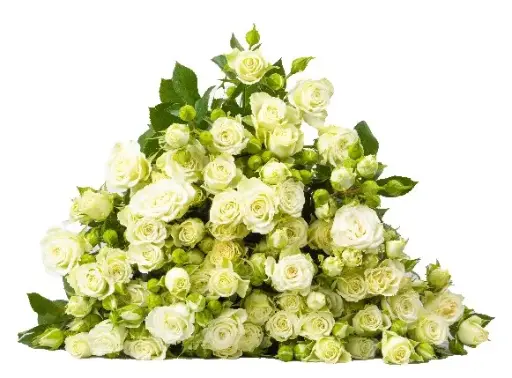 Spray Rose - Lyrica (50) 