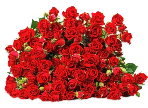 Spray Rose - In Love (60)