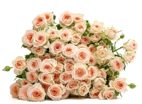 Spray Rose - Rosanella (50) 