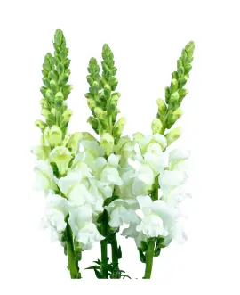 Snap Dragon - White (60) 