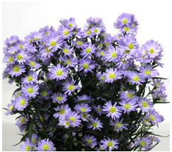 Aster-Casandra Blue (70)