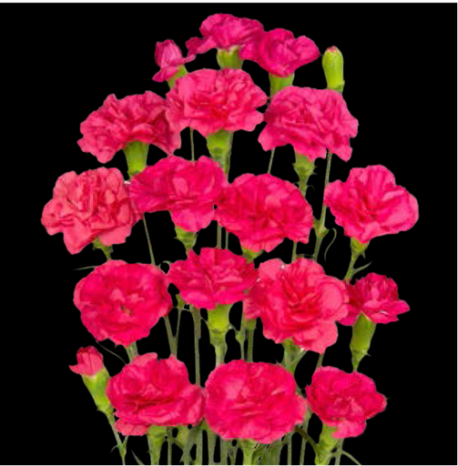 Carnation Spray-Cerise Amelia (50)