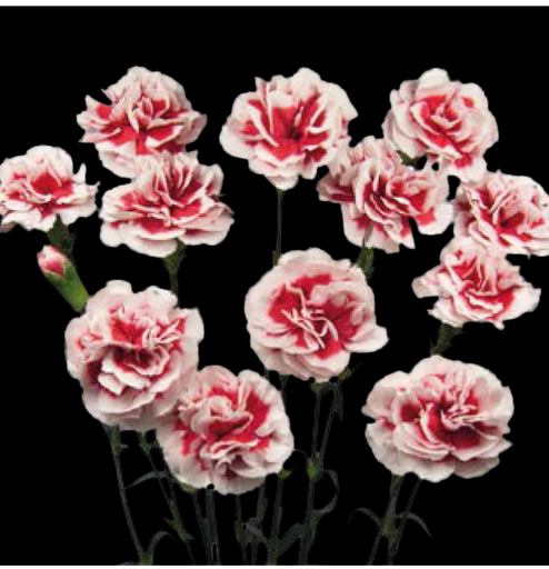 Carnation Spray-Phantom (50) 