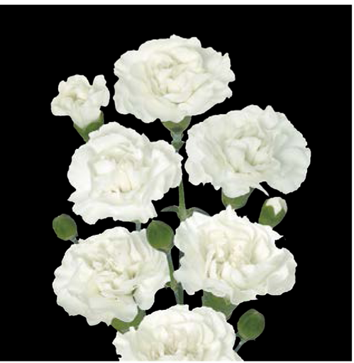 Carnation Spray-White Ramaya (50) 