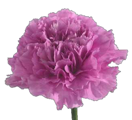 Carnation Single-Farida (60)