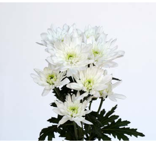 Chrysanthemum Spray- Bonita (60)