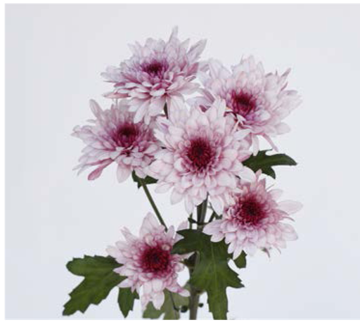 Chrysanthemum Spray-Dante (60)