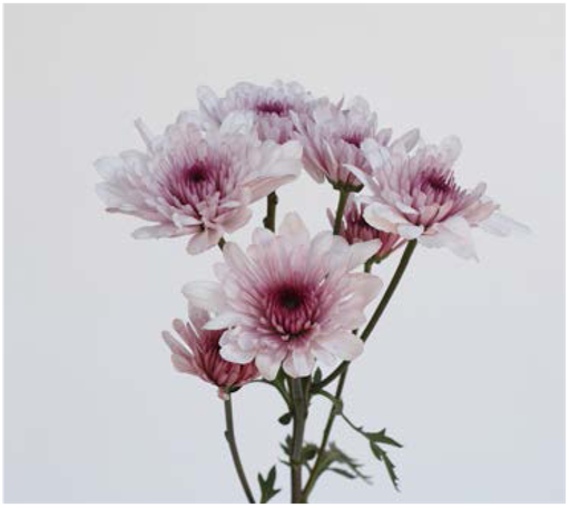 Chrysanthemum Spray-Malibu Pink (60)  