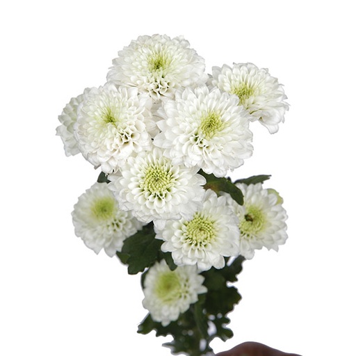 Chrysanthemum Spray-Pina Coloda (60)