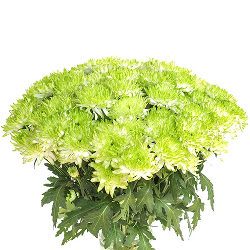 Chrysanthemum Spray-Zimbla Lime (60)