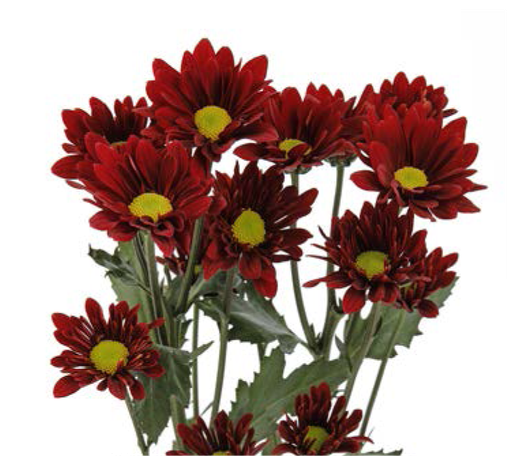 Chrysanthemum Spray-Chilli Pepper (60) 