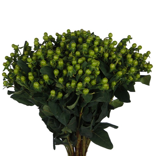 Hypericum-Green Power (60) 