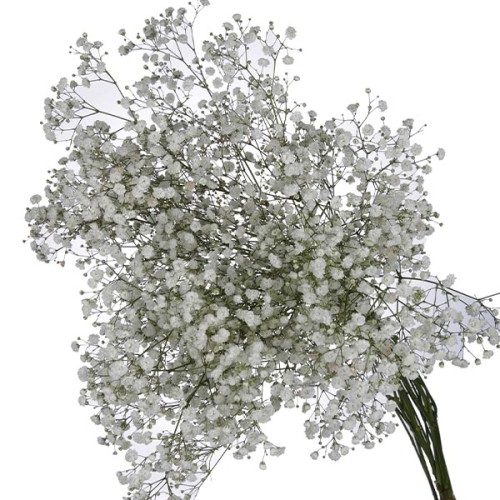 Gypsophilia Excellence (70)