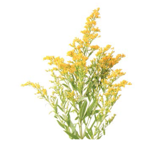 Solidago (60)