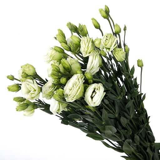 Lisianthus-Green (60) 