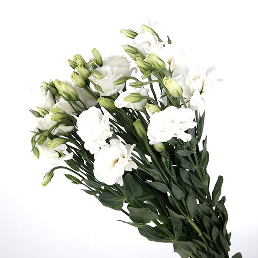 Lisianthus-White (60)