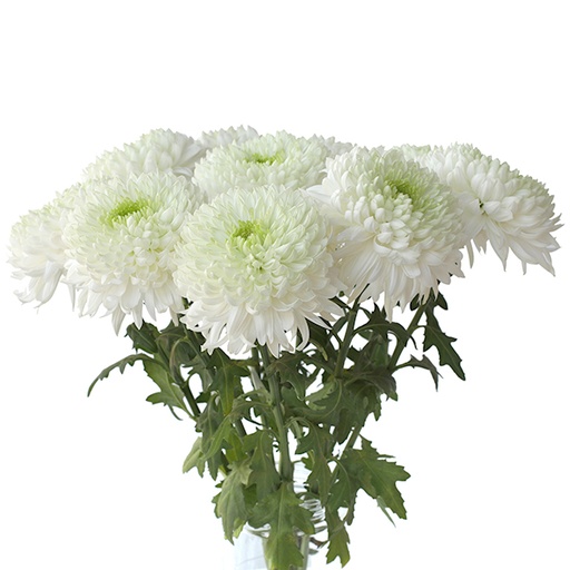 Chrysanthemum Deco-Magnum- (60) 