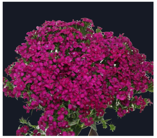 Dianthus-Amazon Neon Cherry(50)