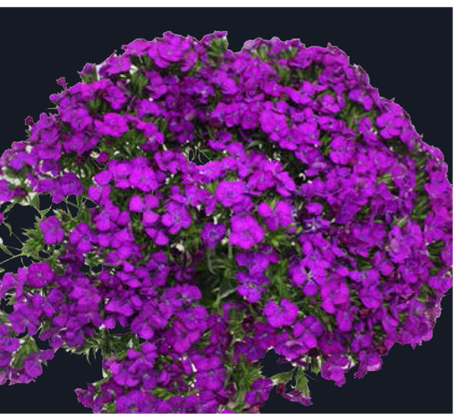 Dianthus-Amazon Neon Purple(50)