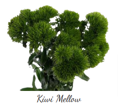 Dianthus-Kiwi Mellow (50)